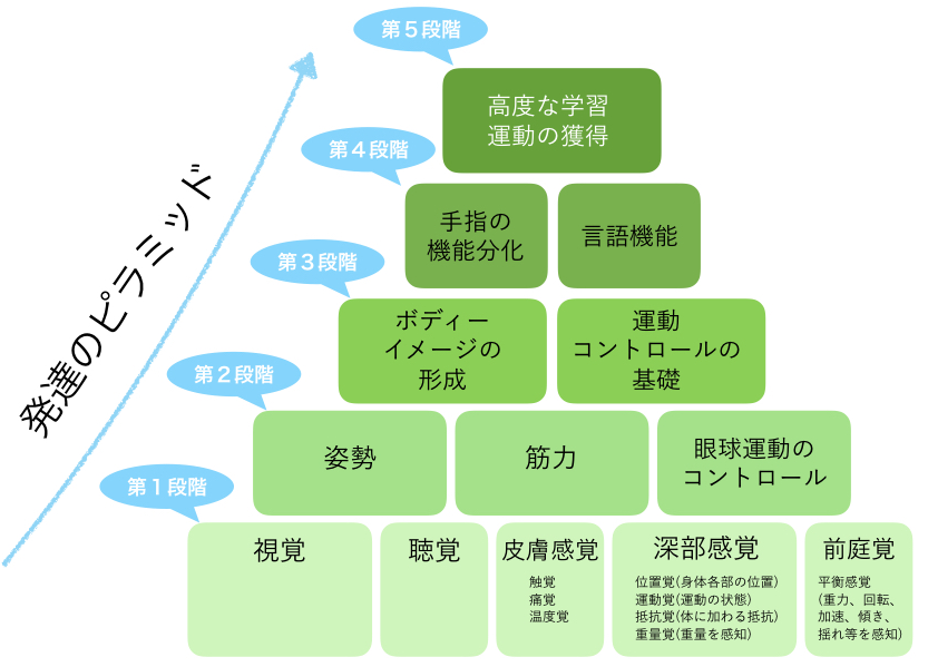 感覚・運動プログラム